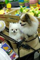 fechar acima adorável branco Castanho pomerânia cachorro olhando acima com fofa face dentro a cachorro carrinho dentro animal expo corredor foto