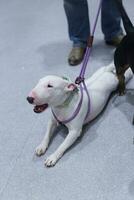 touro terrier cachorro com cachorro trela em a chão dentro a animal expo com pessoas pés foto