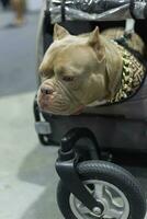 fechar acima adorável cachorro Cova touro terrier cachorro olhando acima com fofa face dentro a cachorro carrinho dentro animal expo corredor foto