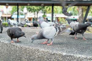 pombos olhando baixa para encontrar Fora alimentação dentro público parque, foto do selvagem Pombo rebanho com seletivo foco