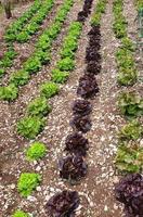 a plantação de salada