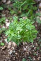 planta de manjericão para temperos alimentares foto