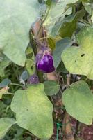 berinjelas crescendo em sua planta foto