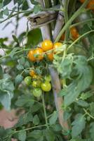 tomate cereja na planta em crescimento foto