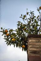 planta de tangerina fora de uma casa foto