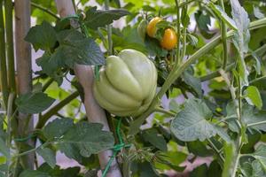 tomates para uso alimentar durante o crescimento foto