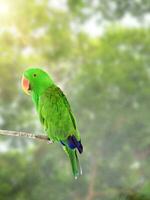 lindo verde eclectus papagaio foto