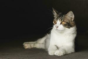 doméstico gato fechar-se fotografia isolado em Sombrio fundo. foto