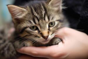 uma fechar - acima tiro do uma mulher mãos suavemente acariciando uma gato às a animal abrigo. generativo ai foto