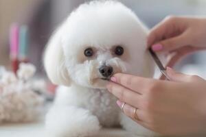 profissional animal aparador Como ela delicadamente guarnições a pele do uma fofo cachorro às uma aliciamento salão. generativo ai foto