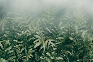 jardim vertical com folha verde tropical com neblina e chuva, tom escuro foto