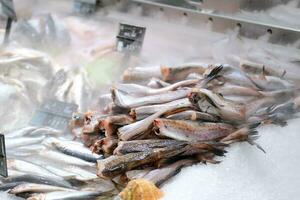 fresco peixe pescada em uma contador dentro uma mercado foto