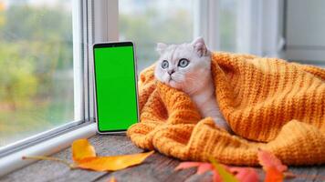 uma pequeno escocês gatinho é olhando às uma telefone com uma verde tela. publicidade produtos para gatos e gatinhos. croma chave. a gato mentiras perto a janela dentro uma tricotado laranja suéter. outono conceito. foto