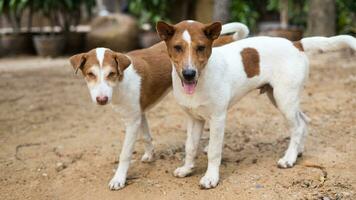 uma Visão do dois Adolescência tailandês cães, Castanho e branco, encarando suspeitosamente avançar. foto