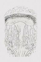uma desenhado à mão esboço do uma cogumelo esboço ilustração em branco textura fundo foto