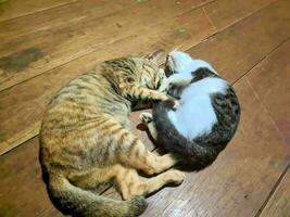 dois doméstico gatos dormindo e abraçando cada de outros foto