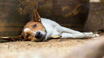 fechar-se baixo Visão uma branco e marrom tailandês cachorro mentiras relaxado em a arenoso chão. foto