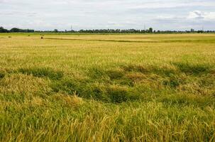 panorâmico Visão muitos ervas daninhas crescer sobre terra dentro arroz agricultura. foto