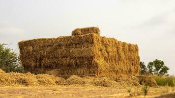 baixo ângulo visualizar. montes do Palha fardos a partir de colhido arroz Campos empilhado acima dentro denso linhas. foto