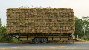 fundo lado Visão massa arroz Palha fardos empilhado em topo do cada de outros e amarrado com corda. foto