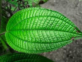 a folhas do micônia crenata estão fresco verde foto