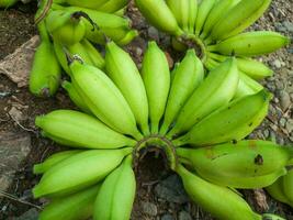 grupo do verde bananas dentro a jardim. banana aawak agrícola plantação foto