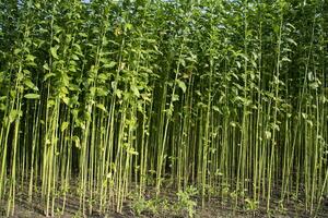 verde cru juta plantar padronizar textura pode estar usava Como uma fundo papel de parede foto