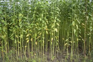 verde cru juta plantar padronizar textura pode estar usava Como uma fundo papel de parede foto