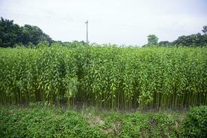 juta plantas crescendo dentro uma campo dentro a campo do Bangladesh foto