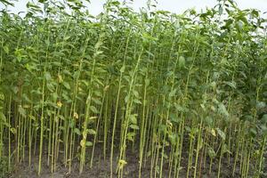 juta plantas crescendo dentro uma campo dentro a campo do Bangladesh foto