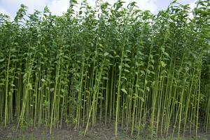 juta plantas crescendo dentro uma campo dentro a campo do Bangladesh foto