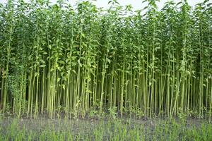 juta plantas crescendo dentro uma campo dentro a campo do Bangladesh foto