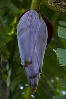 Flor banana flor é uma saudável nutrição vegetal em a jardim árvore foto