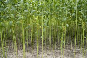 verde juta plantação campo. cru juta plantar padronizar textura fundo. isto é a chamado dourado fibra dentro Bangladesh foto