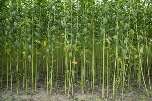 verde juta plantação campo. cru juta plantar padronizar textura fundo. isto é a chamado dourado fibra dentro Bangladesh foto