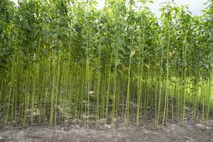 verde juta plantação campo. cru juta plantar padronizar textura fundo. isto é a chamado dourado fibra dentro Bangladesh foto