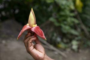 banana flor dentro mão, Bangladesh. científico nome musa agudo foto