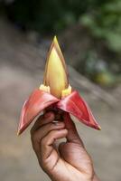 banana flor dentro mão, Bangladesh. científico nome musa agudo foto