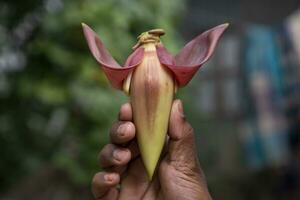 banana flor dentro mão, Bangladesh. científico nome musa agudo foto