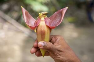 banana flor dentro mão, Bangladesh. científico nome musa agudo foto