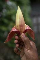 banana flor dentro mão, Bangladesh. científico nome musa agudo foto