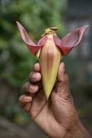 banana flor dentro mão, Bangladesh. científico nome musa agudo foto