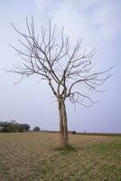 solitário bombax ceiba árvore dentro a campo debaixo a azul céu foto