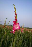 lindo Rosa gladíolo flores dentro a campo. seletivo foco foto