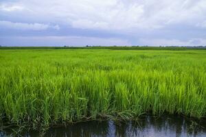 verde arroz agricultura campo panorama Visão com azul céu dentro a campo do Bangladesh foto