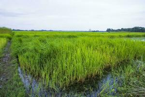 verde arroz agricultura campo panorama Visão com azul céu dentro a campo do Bangladesh foto