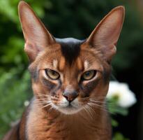 caracal com uma combinação do selvagem gato ai gerado foto