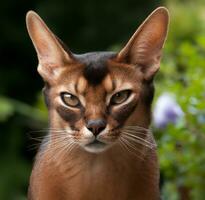 caracal com uma combinação do selvagem gato ai gerado foto