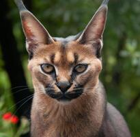 caracal com uma combinação do selvagem gato ai gerado foto