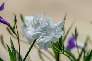 Ruellia tuberosa florescendo no jardim foto